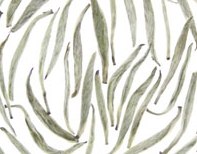 Silver Needle - 4oz